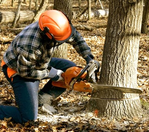 Tree Removal in Hurlock, MD